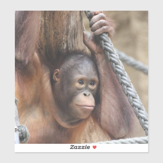 Adesivo OrangUtan 002 (Folha)