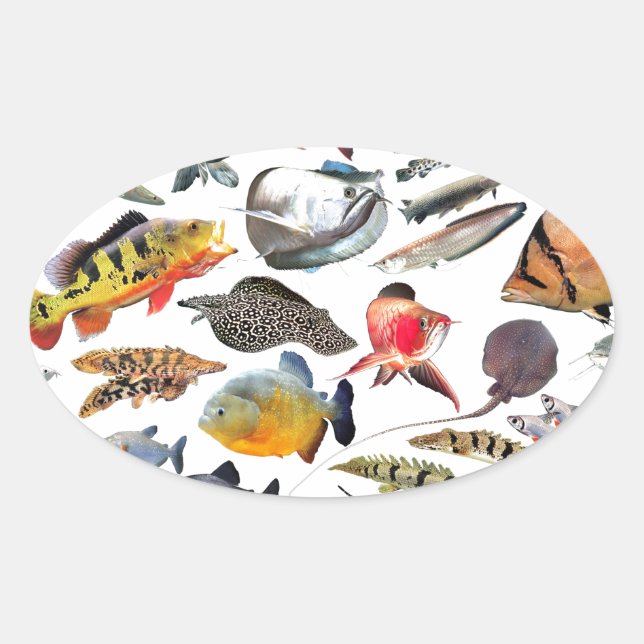 ADESIVO OVAL 大型熱帯魚 (Frente)