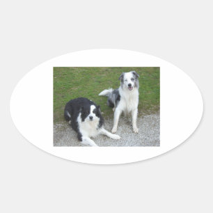 Adesivo Oval 2 collies de borda.png