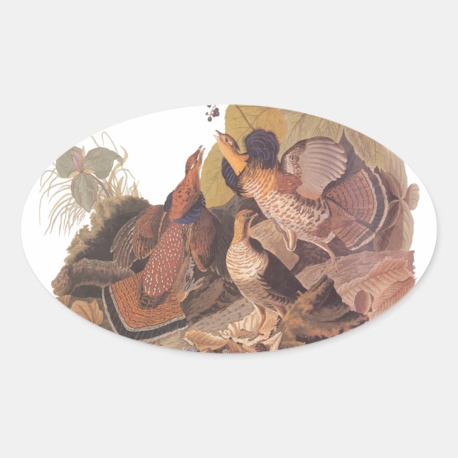 Adesivo Oval Agrupamento Rupido de Audubon (Frente)