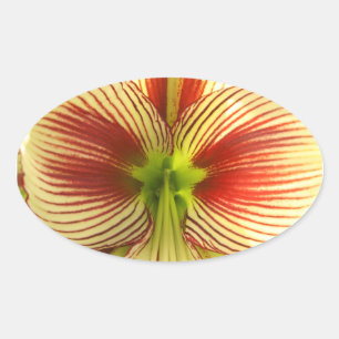 Adesivo Oval Amaryllis da borboleta