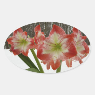 Adesivo Oval Amaryllis no Feriado Vermelho de Neve Floral de in