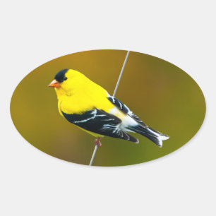 Adesivo Oval American Goldfinch - Fotografia original