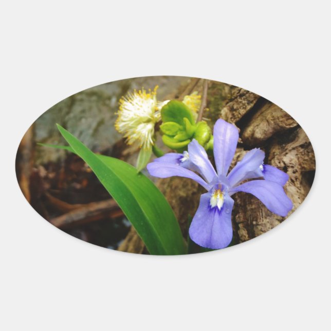 Adesivo Oval Anã-Caverna-Iris, flor branca púrpura azul-púrpura (Frente)