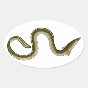 Adesivo Oval Anguilla anguilla