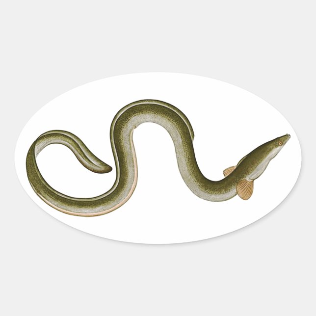 Adesivo Oval Anguilla anguilla (Frente)
