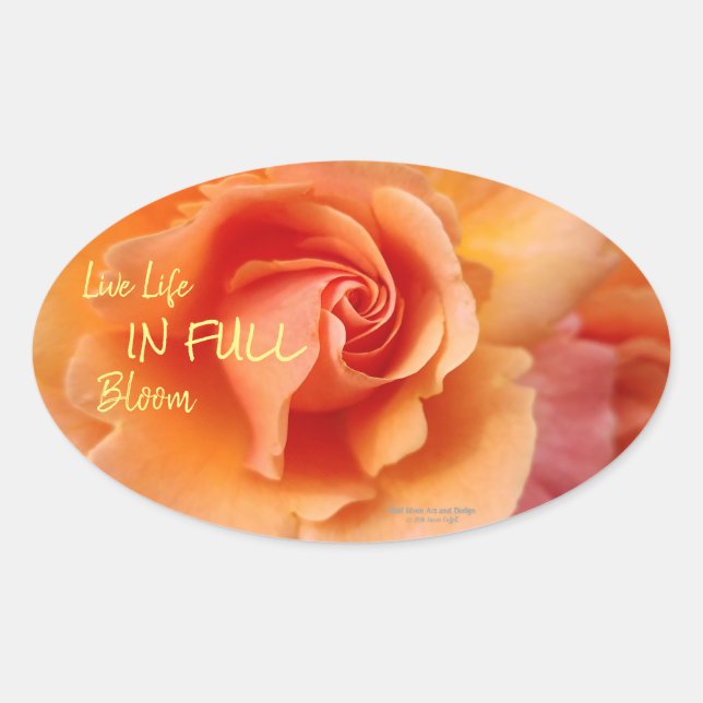 Adesivo Oval Apricot Peach Rosa Flower Close (Fechar foto) (Frente)