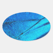 Asa Azul Iridescente da Borboleta