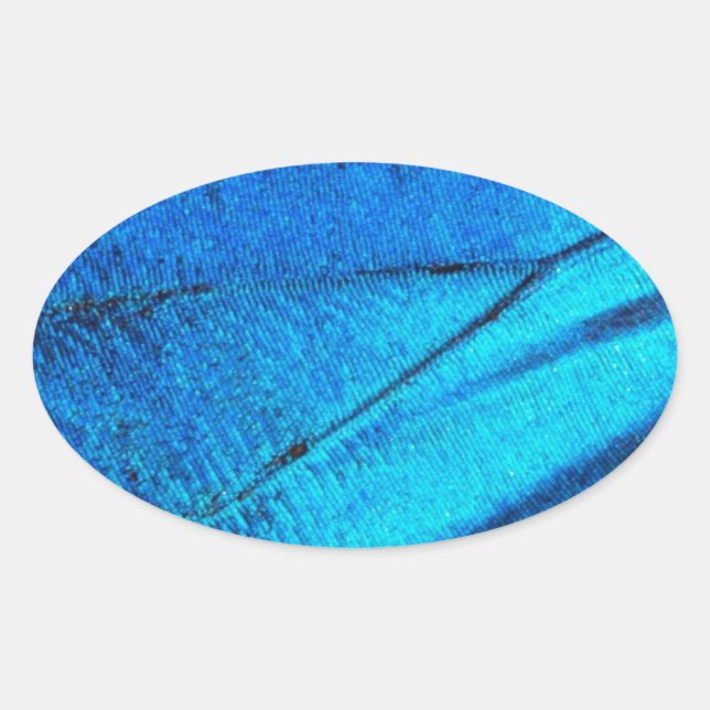 Adesivo Oval Asa Azul Iridescente da Borboleta (Frente)