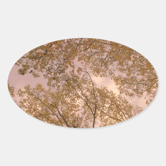 Adesivo Oval Autocolantes de Rosa (Frente)