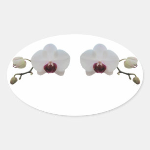 Adesivo Oval Autocolantes - Orquídea Branca Borrada