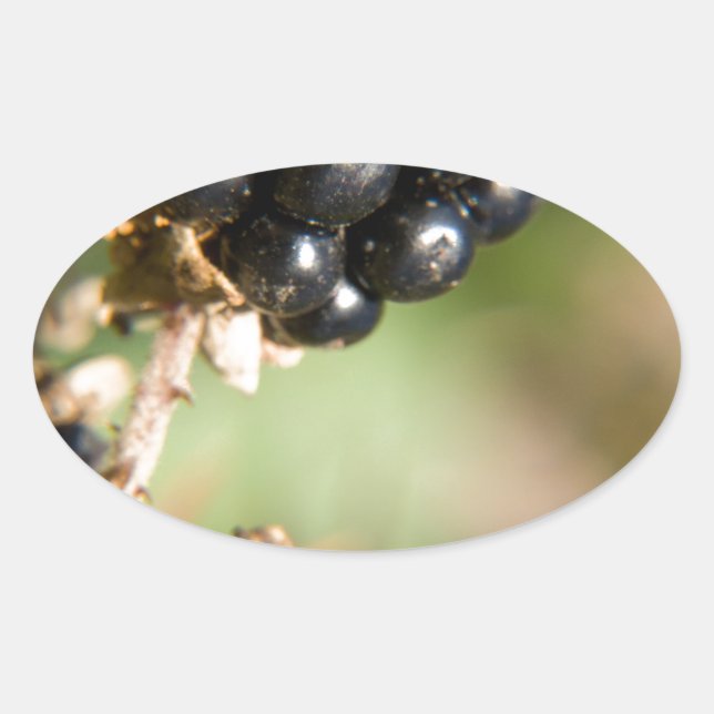 Adesivo Oval Autumn Berries (Frente)