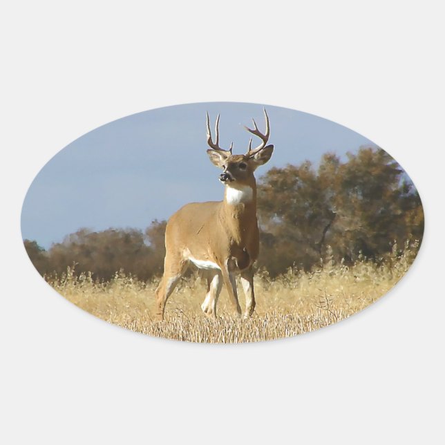 Adesivo Oval Autumn Whitetail Buck (Frente)