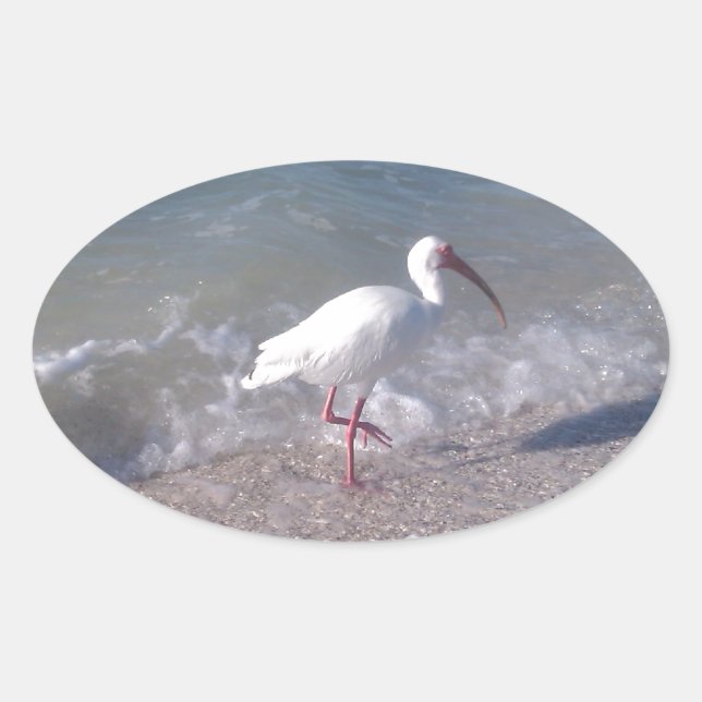 Adesivo Oval Aves da Flórida (Frente)