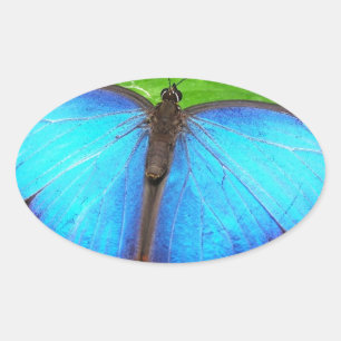 Adesivo Oval Azul Iridescente com Asas Borboletas Pretas