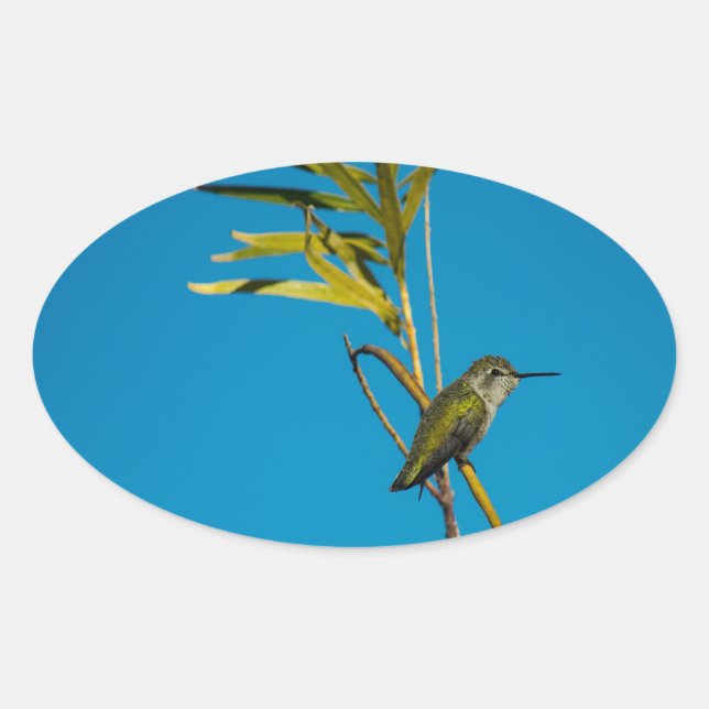 Adesivo Oval Beija-flor-da-garganta-fêmea na árvore (Frente)