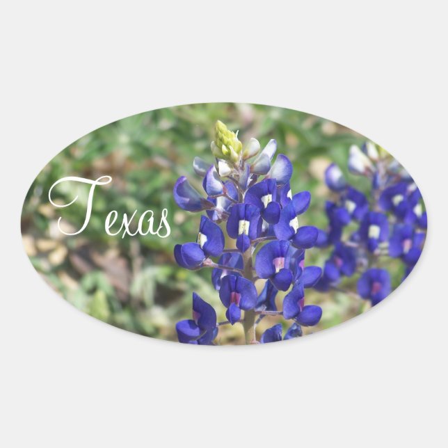 Adesivo Oval Bela Vinheta de Flor Selvagem do Texas Bluebonnet (Frente)