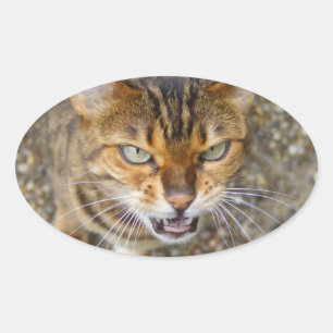 Adesivo Oval Bengala Cat