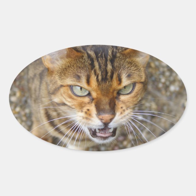 Adesivo Oval Bengala Cat (Frente)