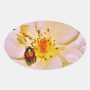 Adesivo Oval Besouro japonês no rosa branco