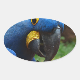 Adesivo Oval blauaras