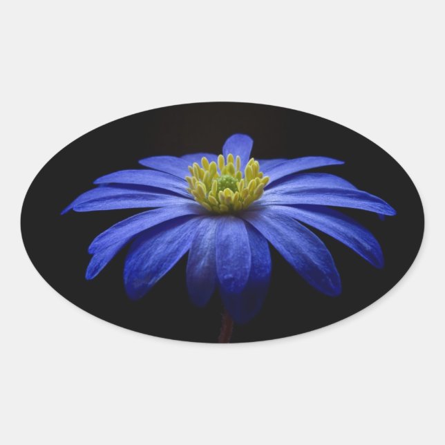 Adesivo Oval Blue Daisy Gerbera Flower em preto (Frente)