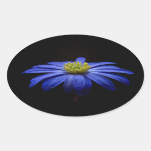 Adesivo Oval Blue Daisy Gerbera Flower em preto