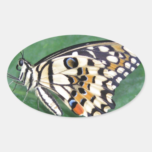 Adesivo Oval Borboleta branca e preta amarela na folha (Frente)