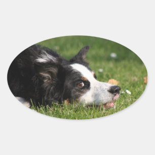 Adesivo Oval border collie