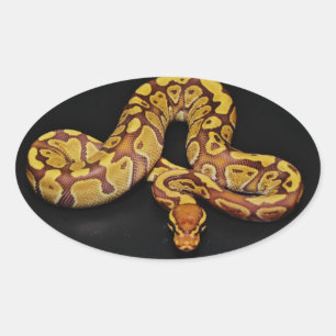 Adesivo Oval Brown e Dourado Ball Python
