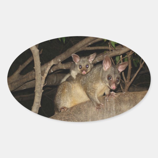 Adesivo Oval Brushtail Possum (Frente)