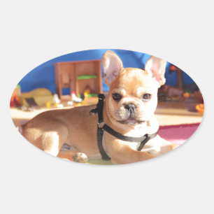 Adesivo Oval Bulldog francês autocolante oval