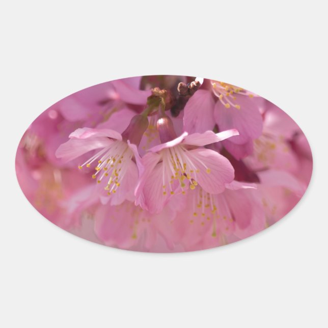 Adesivo Oval Buquê Delicado Rosa de Flores de Cerejeira Sakura (Frente)