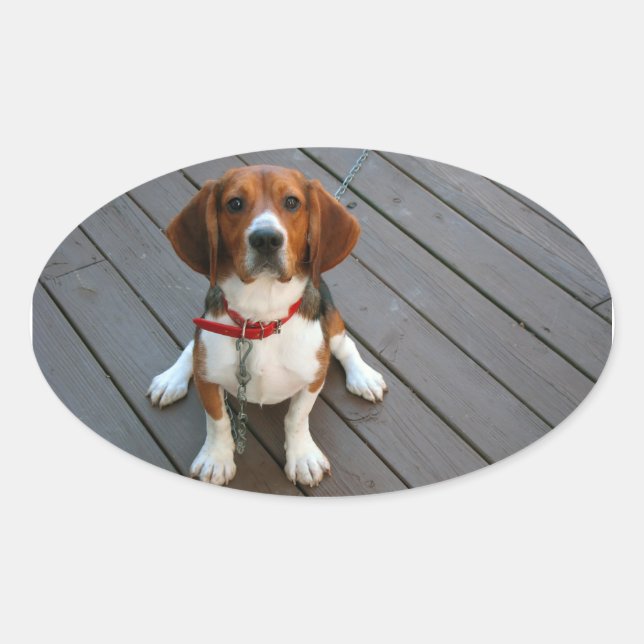 Adesivo Oval Cachorro De Beagle Mais Justo (Frente)
