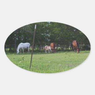 Adesivo Oval Campo de beleza equina