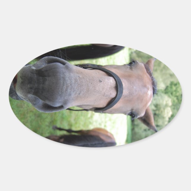 Adesivo Oval Cara de cavalo (Frente)