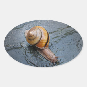 Adesivo Oval Caracol espirituoso em um dia chuvoso