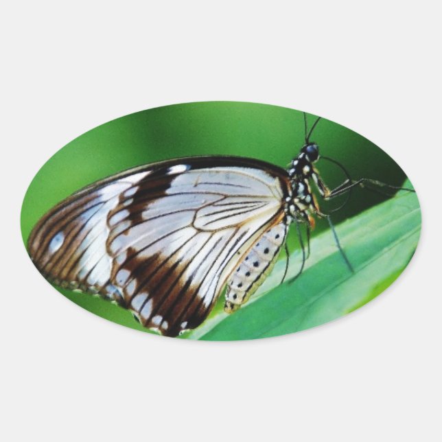 Adesivo Oval Castanho escuro e borboleta Cinza (Frente)