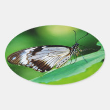 Castanho escuro e borboleta Cinza