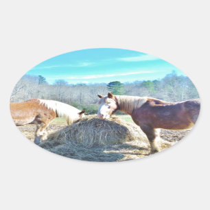 Adesivo Oval Cavalos Raspados Recuperados comendo feno