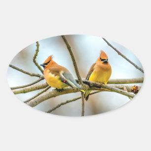Adesivo Oval Cedar Waxwing - Foto Original