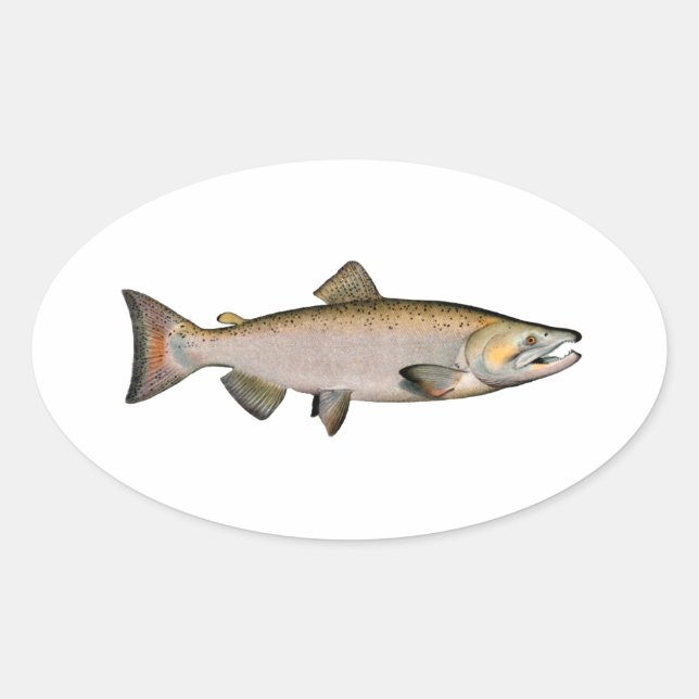 Adesivo Oval Chinook - King Salmon (fase de desova) (Frente)