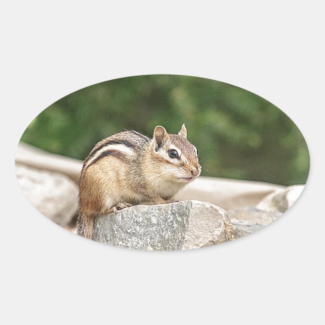Adesivo Oval Chipmunk numa pedra (Frente)