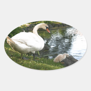 Adesivo Oval Cisne e cignet