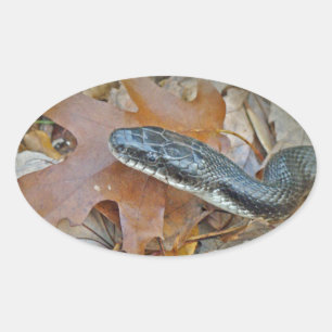 Adesivo Oval Cobra Rata Preta - Elaphe obsoleta obsoleta