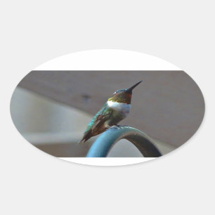 Adesivo Oval Colibri pequeno do rubi verde