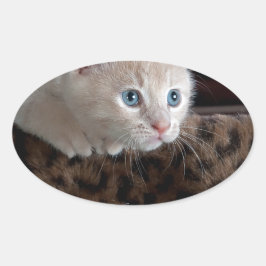 Adesivo Oval Creme Kitten com Belos Olhos Azuis