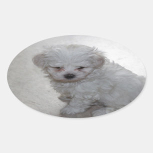 Adesivo Oval Cuppy Maltês (9 Meses De Idade)