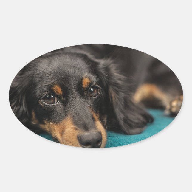 Adesivo Oval Dachshund Gelado (Frente)