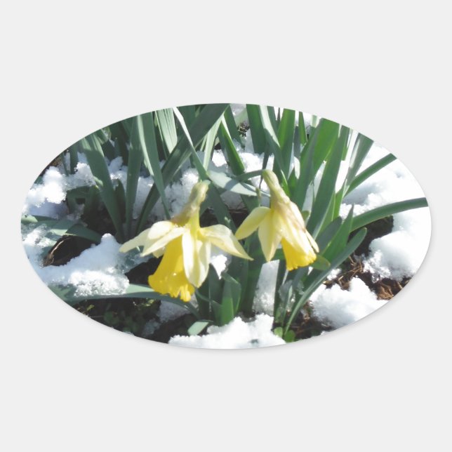 Adesivo Oval Daffodilos amarelos na neve (Frente)